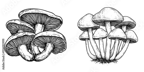 Oyster mushrooms depicted in a modern hand drawn vintage sketch illustration