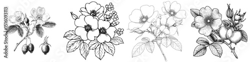 Modern illustration of wild rose flowers and berries in line art drawing style, isolated on a white background, suitable for logos, tattoos, or wedding designs featuring rose hip bouquets
