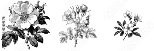 Rosa canina flower depicted in a hand drawn ink sketch with an engraving style and modern illustration