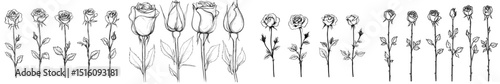 Rosa canina flower depicted in a hand drawn ink sketch with an engraving style modern illustration