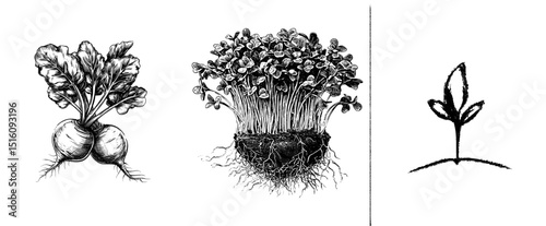 A hand-drawn sketch depicts sprouts emerging from the ground, embodying an eco concept through a modern outline doodle illustration with a vintage feel