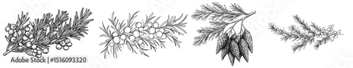 Modern illustration of juniper is presented in a hand-drawn graphic clip art style, depicting a gin berry, created using linear drawing techniques to showcase a juniperus bush branch, forming an