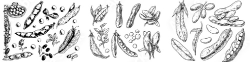 The image depicts a hand-drawn set of green peas and string beans in a modern sketch style, characterized by vintage doodle elements, commonly used for cafe menus and labels, and reminiscent of an