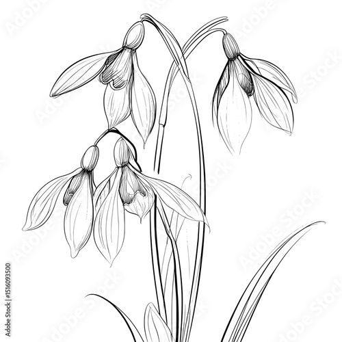 The snowdrop, a flower associated with January birthdays, is depicted in a modern line art illustration, created with hand-drawn black ink and isolated on a white background as an outline floral