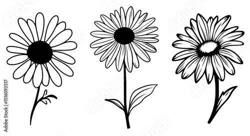 Modern illustrations of Daisy Flowers are presented in a simple line art style icon, which can be easily edited to change the color as desired