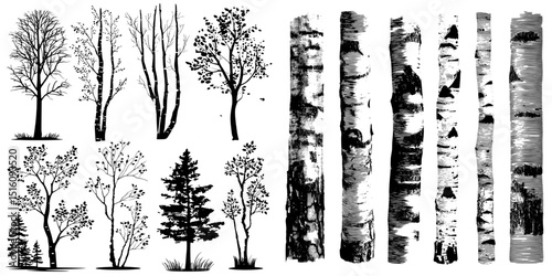 Birch tree trunks along with the tree and its textures, as well as birches in a grunge style, are isolated elements, and also include decorative tree silhouettes in a black graphic modern art nature
