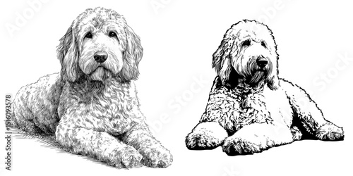 Golden Doodle dog resting silhouette illustration and logo in monochrome design available as stock