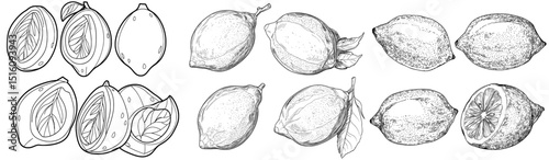 A hand-drawn etching features a slice of lemon, along with the whole fruit, presented in a sketch style and isolated in a modern black and white drawing