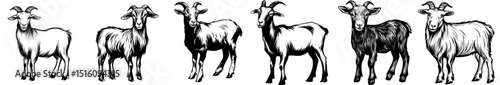 Modern monochrome illustration of a goat is hand-drawn and isolated