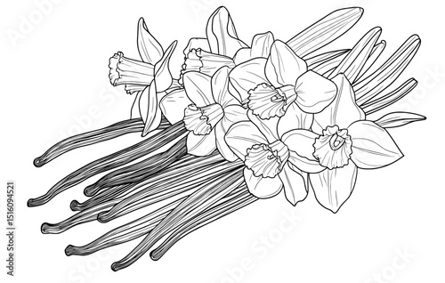Vanilla flowers and pods are outlined in a hand-drawn style with a spices sketch theme, set against an isolated background as a modern vanilla orchid illustration