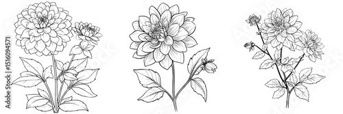 Dahlia flower plant outline illustration is featured in a coloring book page design, alongside Dahlia flower plant and white line art drawing coloring book pages suitable for children and adults