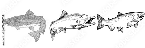 The modern design of salmon fish is depicted through a black color line art illustration set against a white background