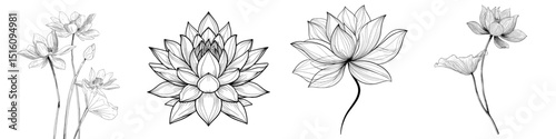 Modern silhouette illustration of lotus line art, including a water lily outline icon set on an isolated background