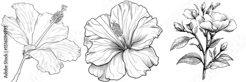 A hand drawn hibiscus flower is depicted as a chinese rose doodle icon, with the hibiscus also available as an outline icon