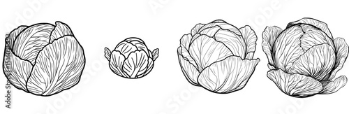 The illustration of a cabbage is a delicious vegetable that can be colored, available in a black and white version suitable for kids