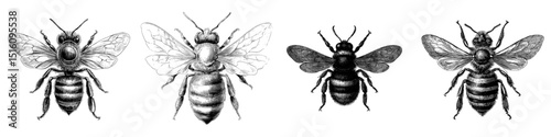 Modern hand drawn illustration of a vintage bee engraving