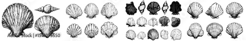 A large collection of seashells is depicted in a sketch, featuring clam shells, seabed, and elements of sea nature, all presented as a hand-drawn modern line art illustration