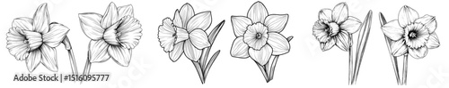 Monochrome outline drawing of narcissus in silhouette, featuring black and white daffodil flower buds, serves as a hand-drawn modern illustration for various uses