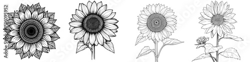 A modern sunflower illustration is presented in a line art style, featuring a plant drawing and a flower sketch created with black inks