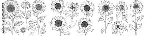 Modern sunflower designs are depicted in a line art style, characterized by graphic monochrome drawings and hand-drawn floral outline sketches that resemble engraved illustrations