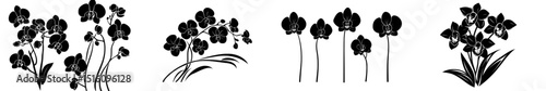 A modern art illustration featuring an orchid branch complete with flowers, unopened buds, and a stem in silhouette form