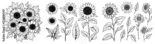 Line art illustrations of modern sunflowers and autumn leaves are presented in a graphic monochrome drawing style, suitable for various applications