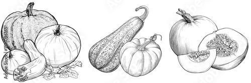 acorn squash spaghetti squash pumpkin vegetables outline coloring book page line art illustration digital drawing’ becomes ‘digital drawing line art illustration coloring book page outline of pumpkin