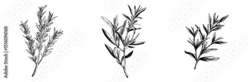 A hand-drawn, modern illustration of a rosemary branch in ink, set against a white background and presented in a retro style