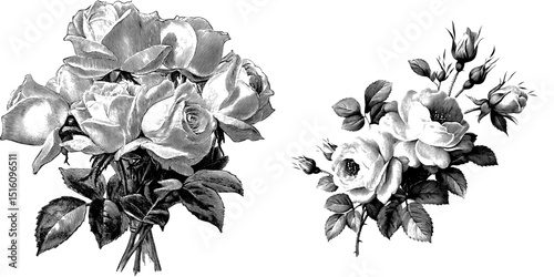 The botanical illustration features a hand drawn monochrome sketch of a vintage bouquet of roses in black and white, showcased as a decorative etching with a retro romantic flower arrangement and