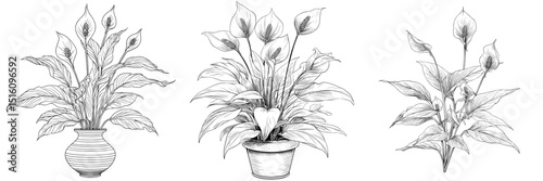 A peace lily plant bearing flowers is depicted in line art style against a white backdrop, symbolizing nature