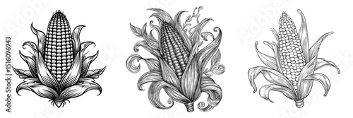 Modern illustration of corn with husks, created in a detailed and artistic style, suitable for tattoos or packaging designs