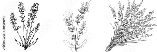Lavender plant illustration, monochrome botanical artwork, modern linear style, set of floral icons
