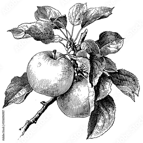 A set of icons featuring a detailed apple drawing with leaves is offered in a monochrome color scheme, blending natural and modern linear styles