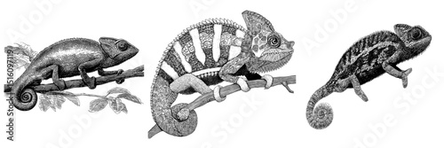 A modern illustration of a chameleon is presented in a detailed pencil sketch style with a monochrome design isolated on a white background