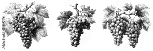 A detailed illustration of black and white grapes with leaves, drawn in a modern retro hand style