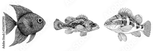 Geometric fish are depicted in a simplistic abstract aquatic design using monochrome sketch and line art