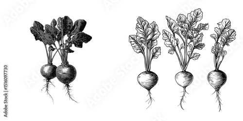Nature's pungent harvest, the organic radish, is depicted in a striking black and white illustration