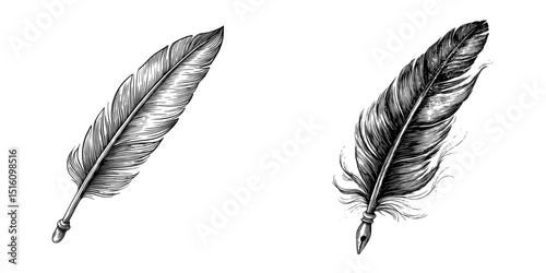 A modern monochrome quill, depicted with feathers isolated, is shown as a retro writing pen sketch for writing purposes