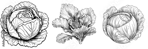 A black and white sketch of cabbage is rendered in illustrated line drawing, featuring abstract detail lines and a vegetable design