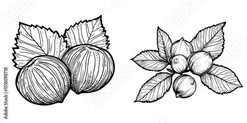 A hand-drawn illustration in modern black and white, featuring a hazelnut branch with leaves and fruits, created with ink for use as a graphic element in label and logo design