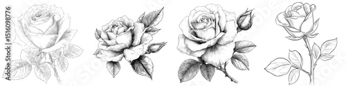 A delicate sketch of a single rose, rendered in black and white, showcases the elegance of floral beauty, botanical art, and the timeless appeal of nature's designs in 'Rose Sketch