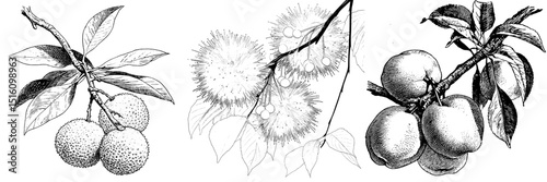 A detailed line art illustration features fuzzy fruits attached to a branch with accompanying leaves
