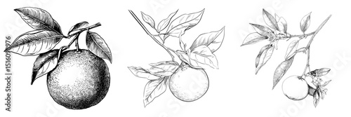 A solitary orange with leaves is meticulously depicted in a detailed line art drawing