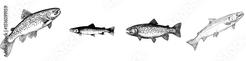 A sketch of black and white trout for use in nature and art projects