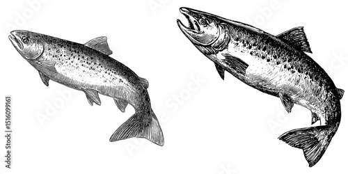 A black and white outline of a salmon sketch is rendered in a style imitating scratch board engraving