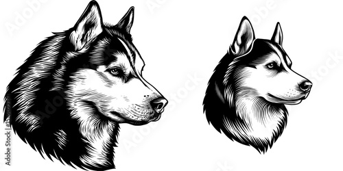 A bold monochrome illustration of a Siberian Husky's head in profile highlights its sharp features and thick fur