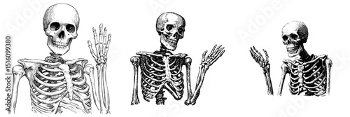 A skeleton is depicted in a shrug pose within a sketch of a black and white engraving outline, mimicking a scratch board, illustrated in vintage line art style on a white background