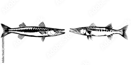 This drawing depicts a barracuda in a detailed pencil sketch, showcasing its slender body, sharp teeth, and prominent dorsal and caudal fins, with shaded areas