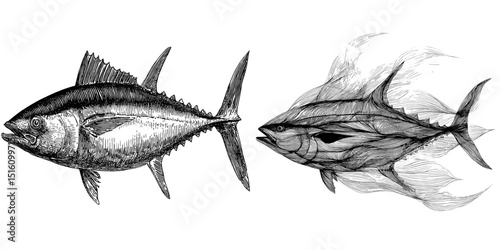 A detailed monochrome line drawing of a tuna is presented with an almost scientific precision, where the artist utilizes varying line weights to create depth and texture, showing