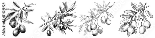 Modern illustration featuring an olive branch with intricate leaves and fruit in a black and white sketch style drawing